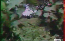 Du redneck au dessert