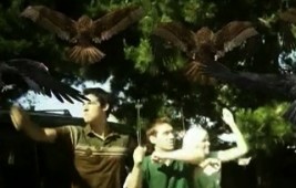 Les Zoiseaux