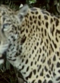 Un léopard qui grâce à son statut de stock-shot, s&#039;en sortira vivant