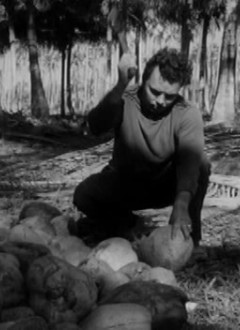 ...et aux ramasseurs de noix de coco.